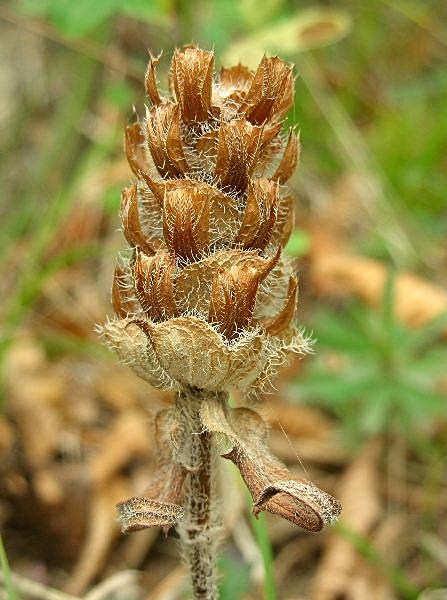 Prunella laciniata / Prunella gialla